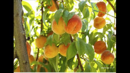 SURAT AL- HAAQQA by-Abdul Rehman sudais