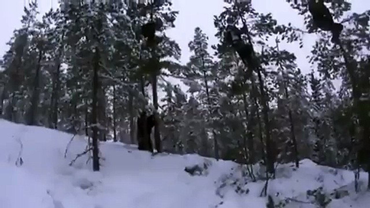 Comment couper des arbres en quelques secondes