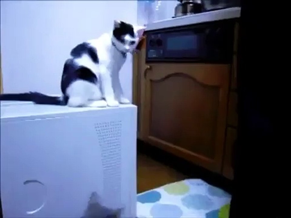 Le chat fouteur de merde a encore sévi