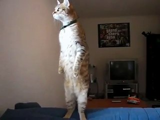 Le chat à l'équilibre parfait. MIGNON!!!