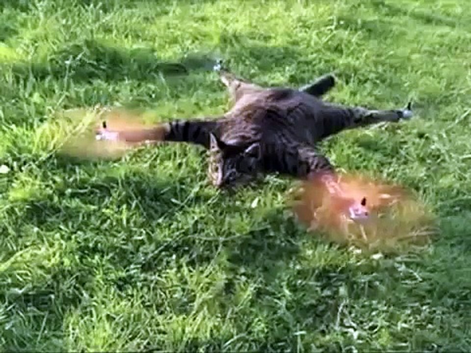 Flying Cat