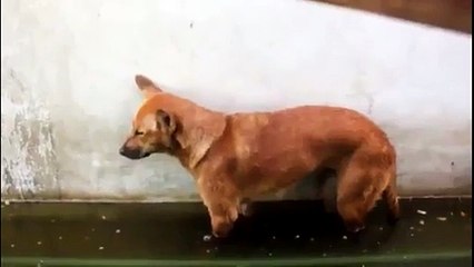 Un chien épuisé tombe dans la flaque d'eau