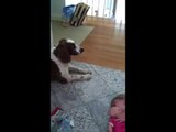 Le chien calme la petite fille qui pleure