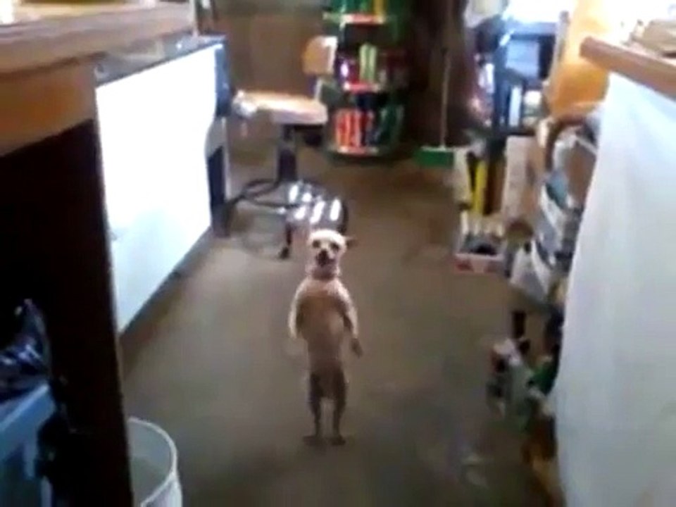 Un chiwawa danse sur un air latino...