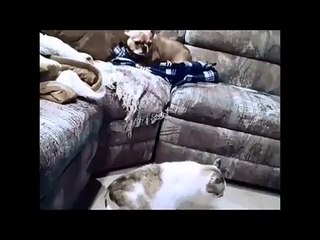 Qui domine la maison le chat ou le chien ?