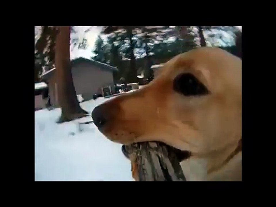 INSOLITE une balade avec le chien vue du bâton
