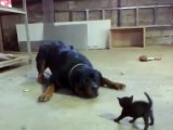 Un petit chaton fait face à un gros chien