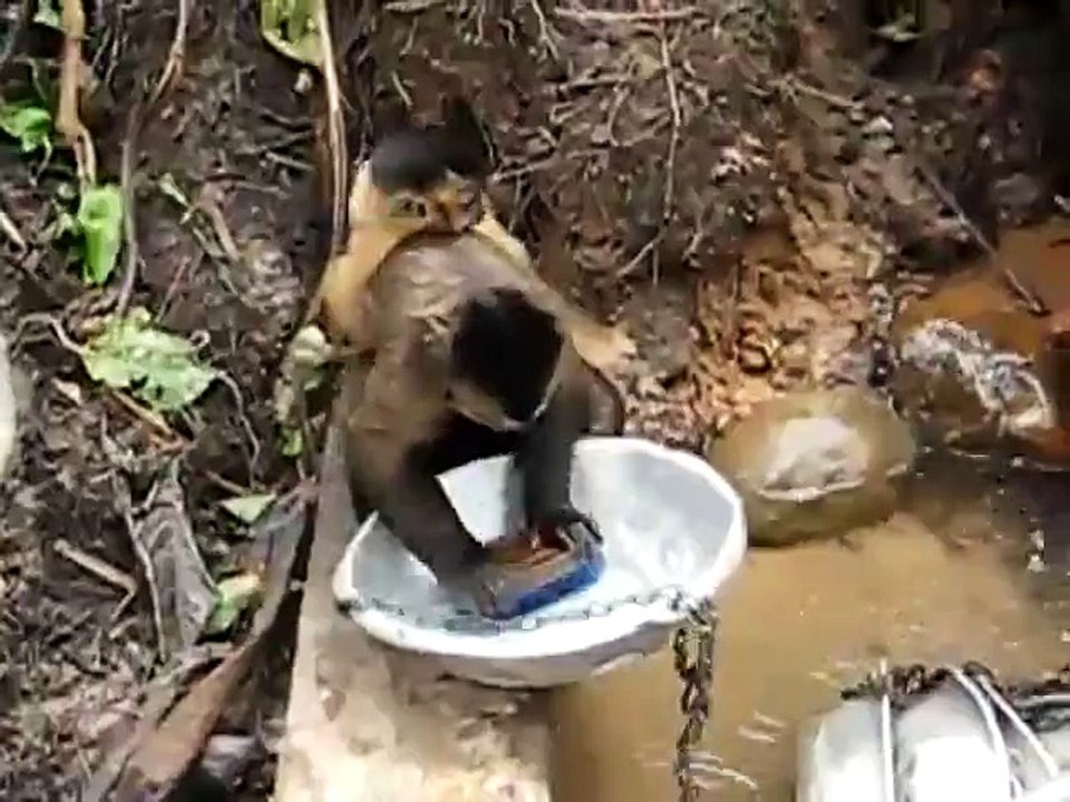 Des singes qui font la vaisselle dans la jungle