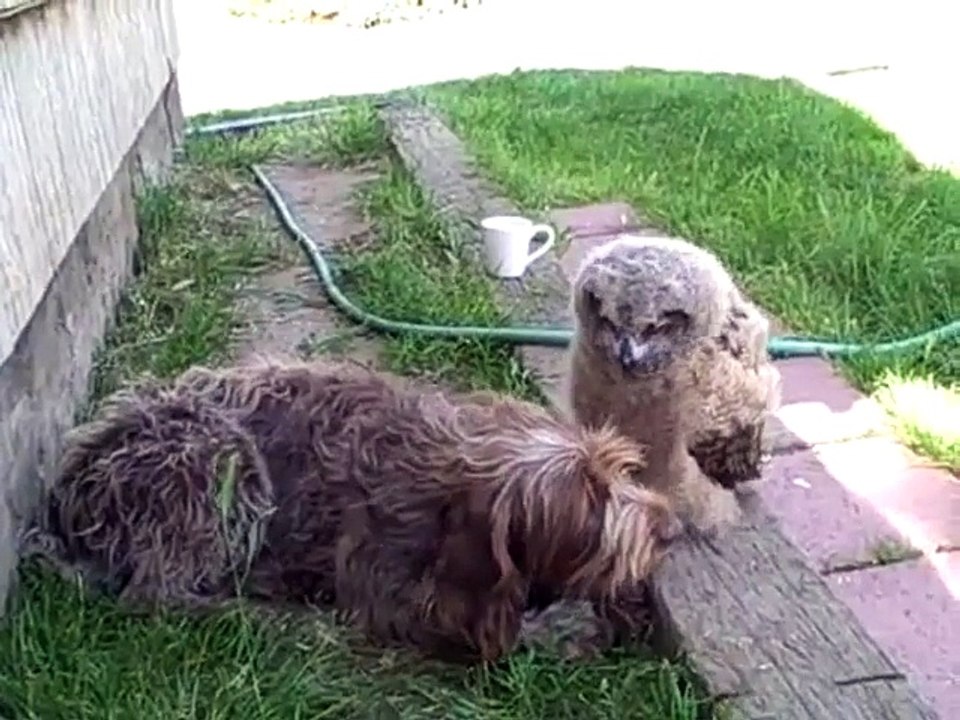 Une chouette lave les oreilles d'un chien