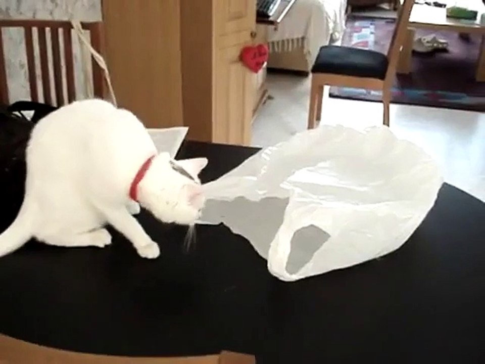 Le chat se fait piéger par un sac plastique