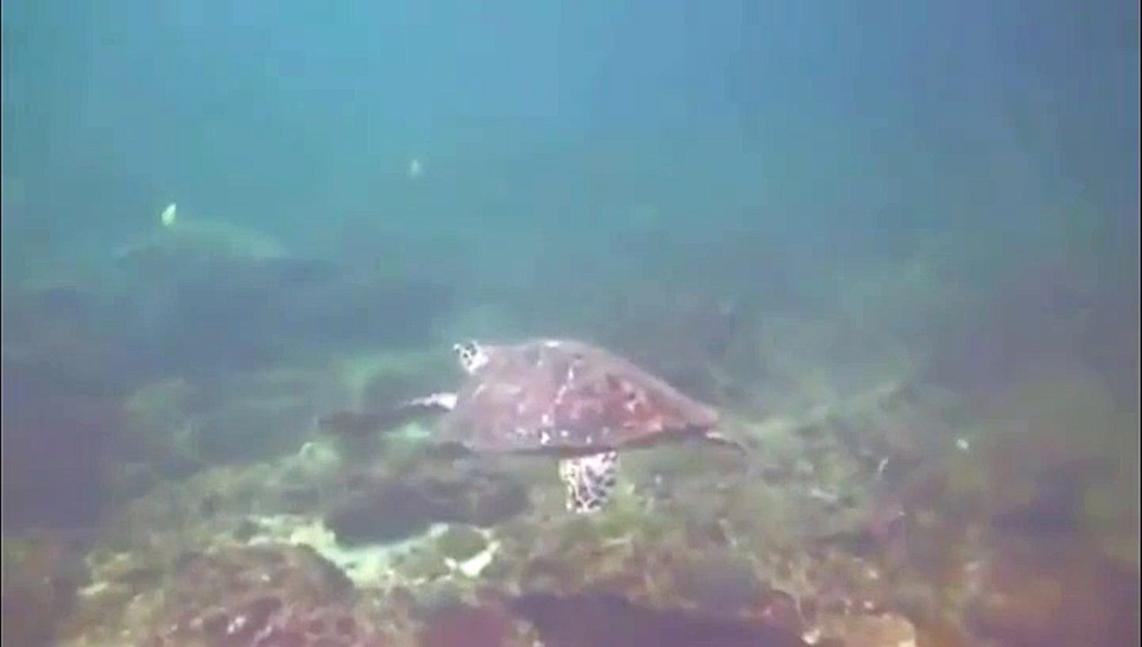 Deux tortues qui se tapent dans la main