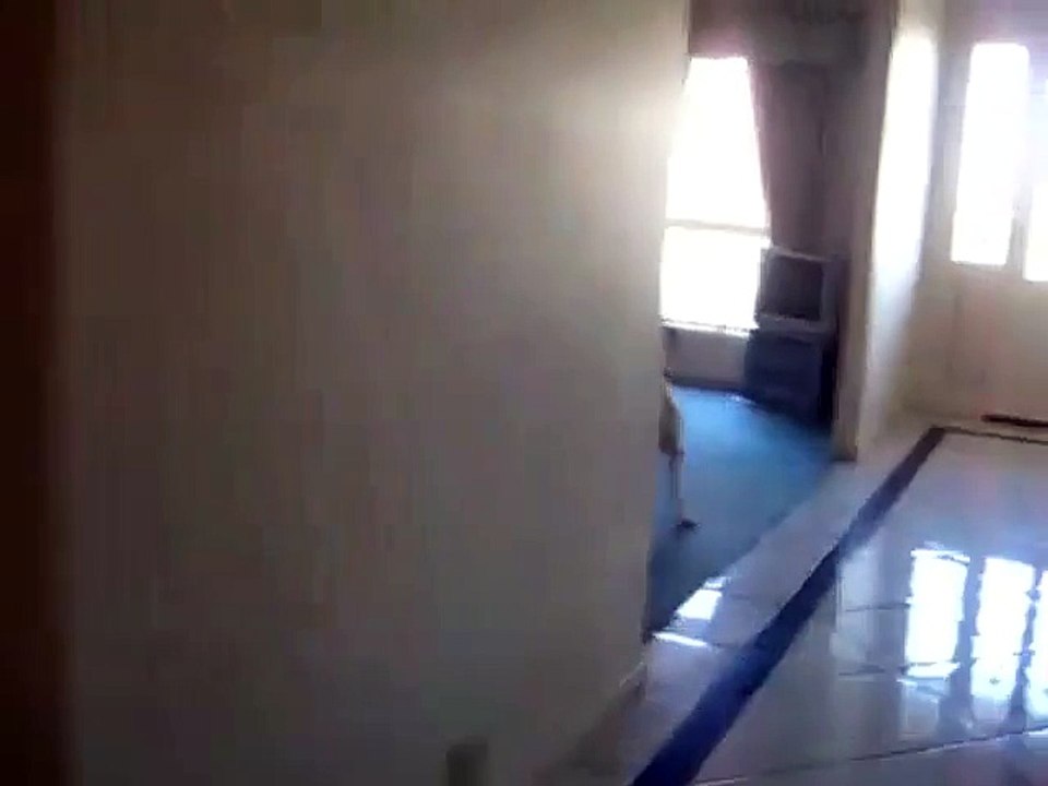 Un boxer trop content d'aller promener