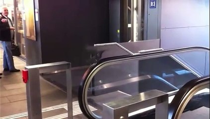 Un pigeon fait sa petite gym matinale