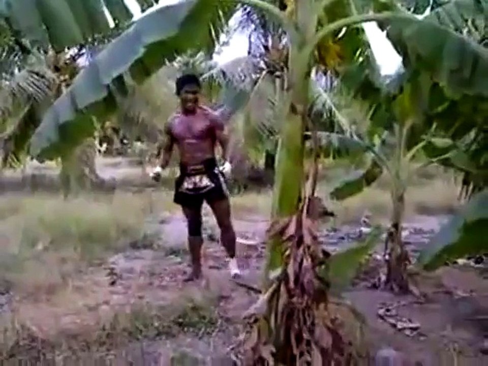 Un kick boxer contre magnifique palmier