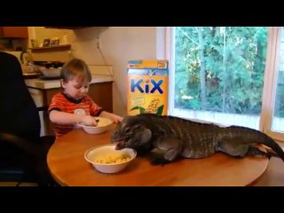 Pas de différence entre le fils et l'iguane