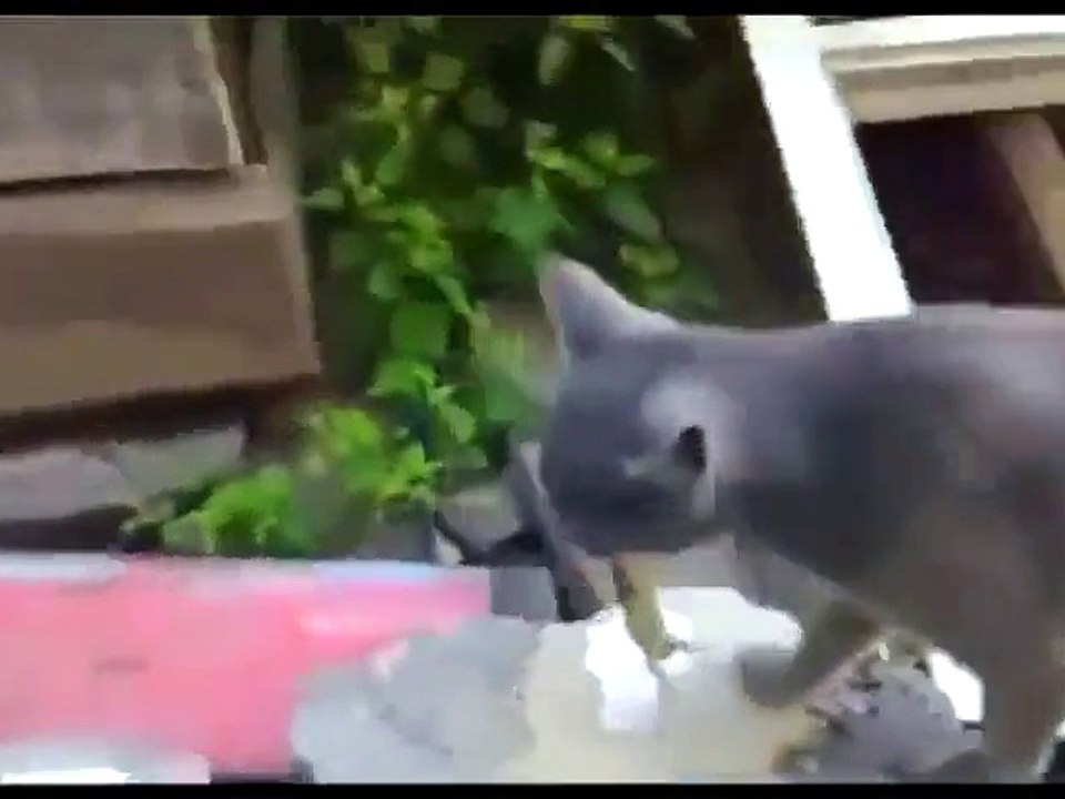 Un lézard choppe la langue du chat...