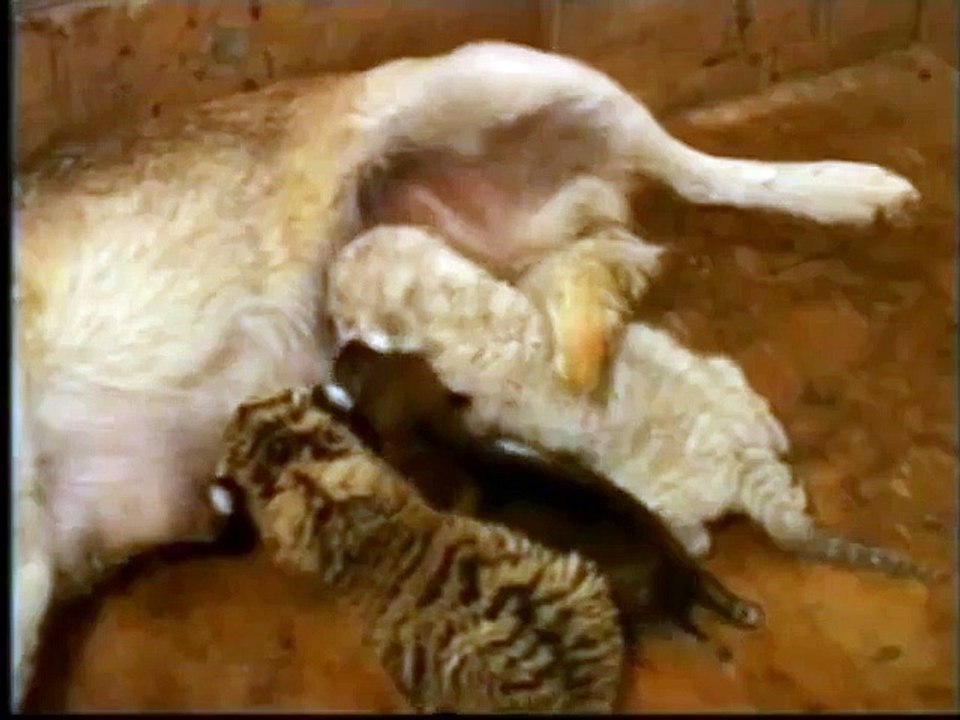 Une chienne halète deux petits tigres