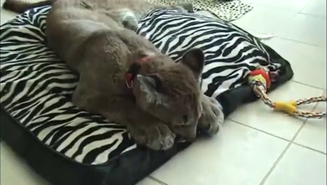 Ne touche pas à mon tapis, je te dis