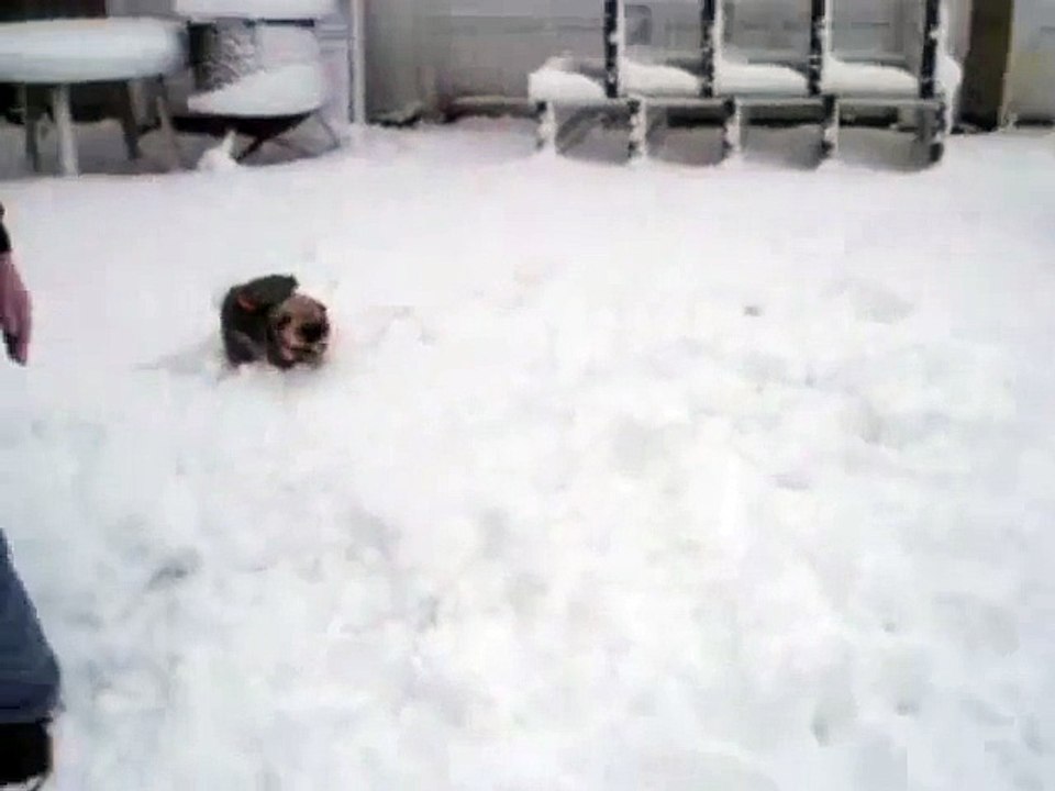 Un gros chien à peur du petit en manteau
