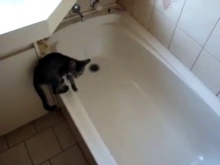 Un petit chat qui n'aimait pas le bain