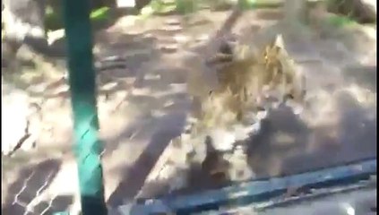 Comment donner à manger à des animaux sauvages