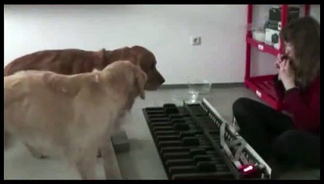 Deux chiens très doués pour la musique