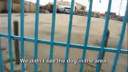 Une histoire magnifique entre une famille et un chien