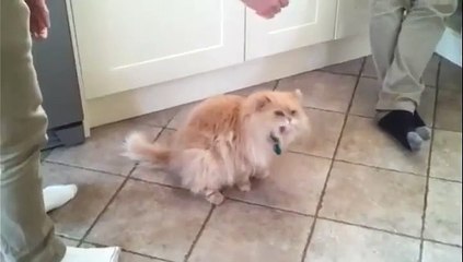 Comment mettre un chat K.O en deux secondes