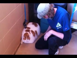 Un chat obèse a du mal à marcher. WTF!