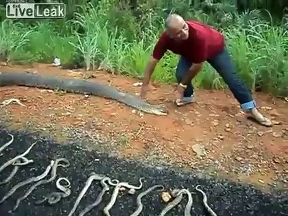 Une maman serpent était enceinte de pleins de petits