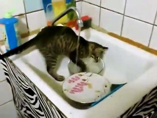 Un chat qui aime faire la vaisselle