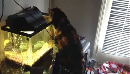 Hmmm!!! Qu'il a l'air bon ce petit poisson