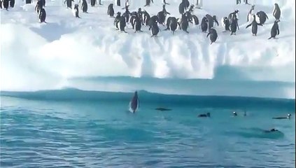 La vie de pingouin n'est pas toujours facile