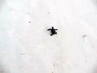Une petite tortue tente de rejoindre la mer
