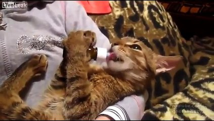 Un chaton qui ressemble fortement à un bébé