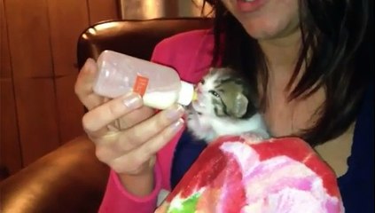 Un petit chaton veut boire son biberon