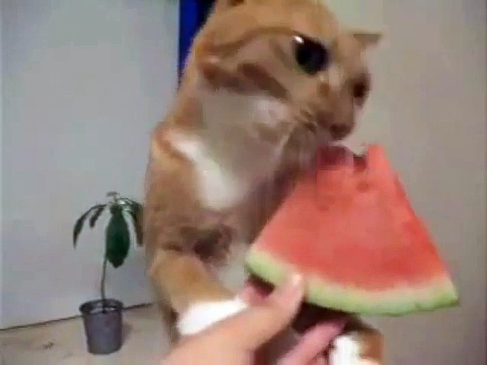 Les chats adorent la pastèque. Génial!