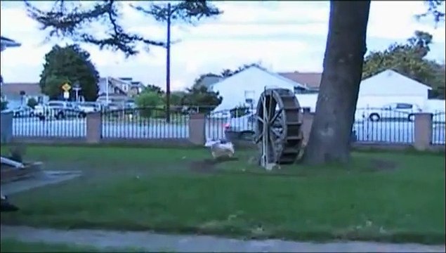 Trois chiens courent comme des dingues autour d'un arbre
