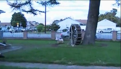 Trois chiens courent comme des dingues autour d'un arbre