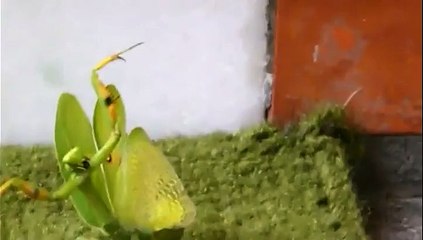 Un chat se bat contre un insecte !!!