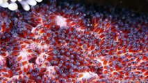 Clownfish Eggs - The Real Finding Nemo