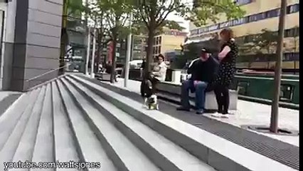 dogs playing fetch by themselves