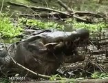 鱷魚吃烏龜 Crocodile eating turtle