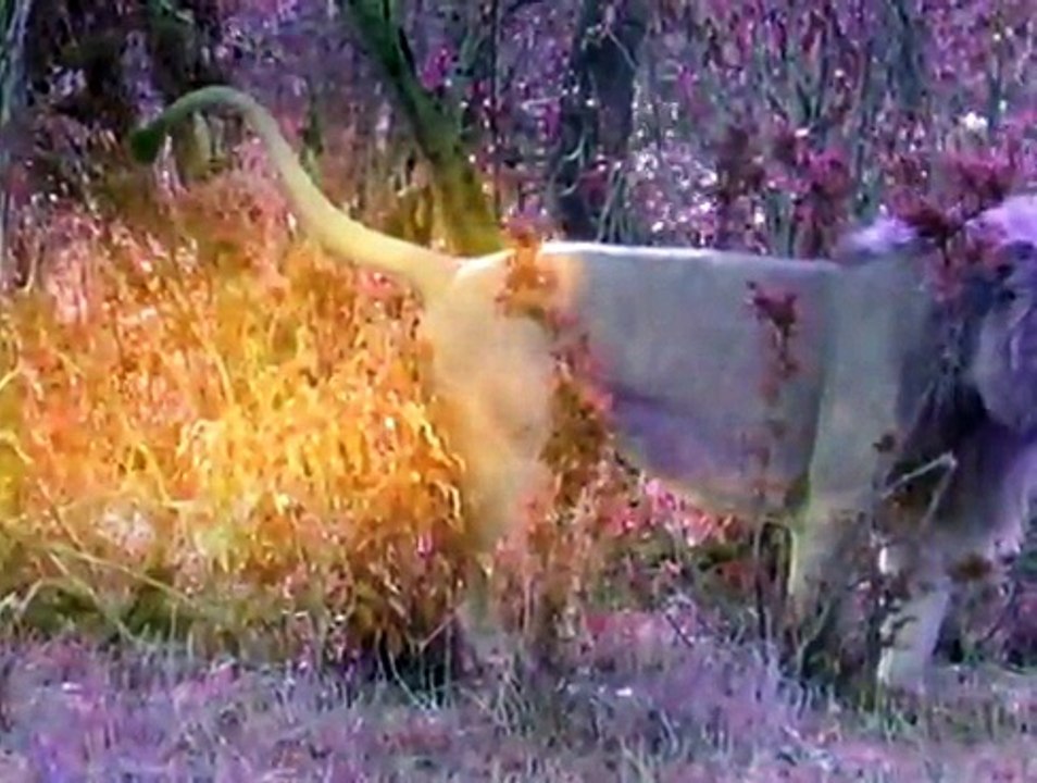 Leões - Território Selvagem - BBC