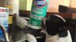 Bert the Boston Terrier Goes Crazy for Can of Wipes