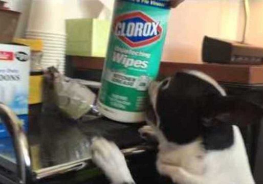 Bert the Boston Terrier Goes Crazy for Can of Wipes