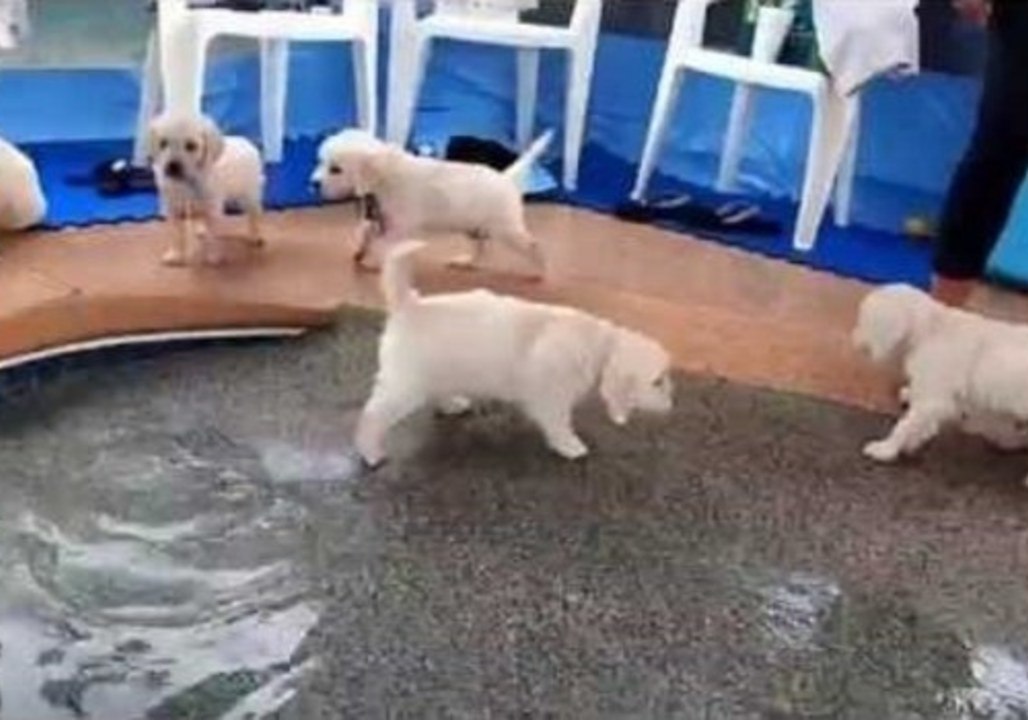 Cute Golden Retriever Puppies Enjoy Their First Swim
