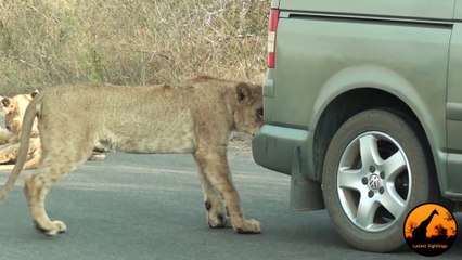 Lion Versus a Car s Bumper - Latest Wildlife Sightings