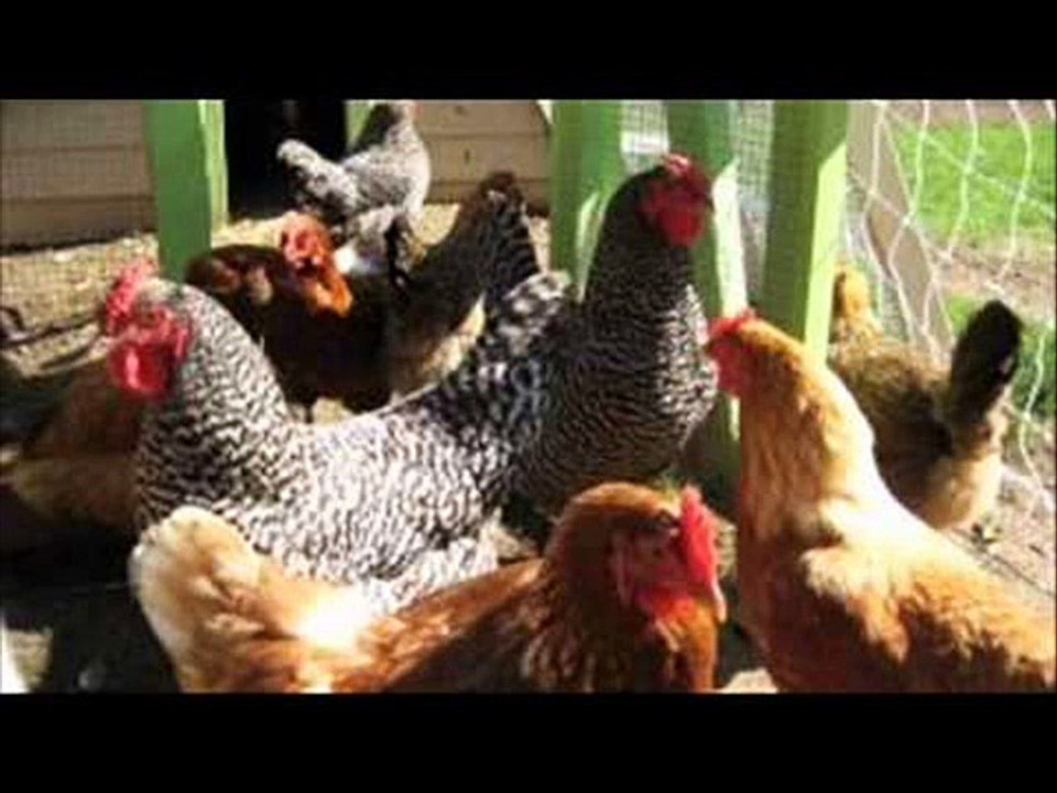 Desi murghiyan khorak by  Dr.Ashraf Sahibzada