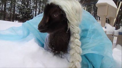 Goat Dressed Up In Winter Season